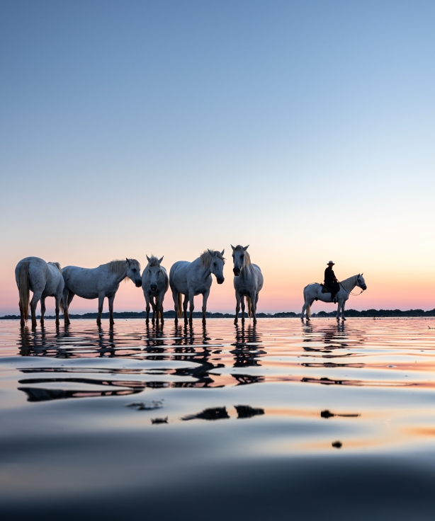ARLES CAMARGUE LAST